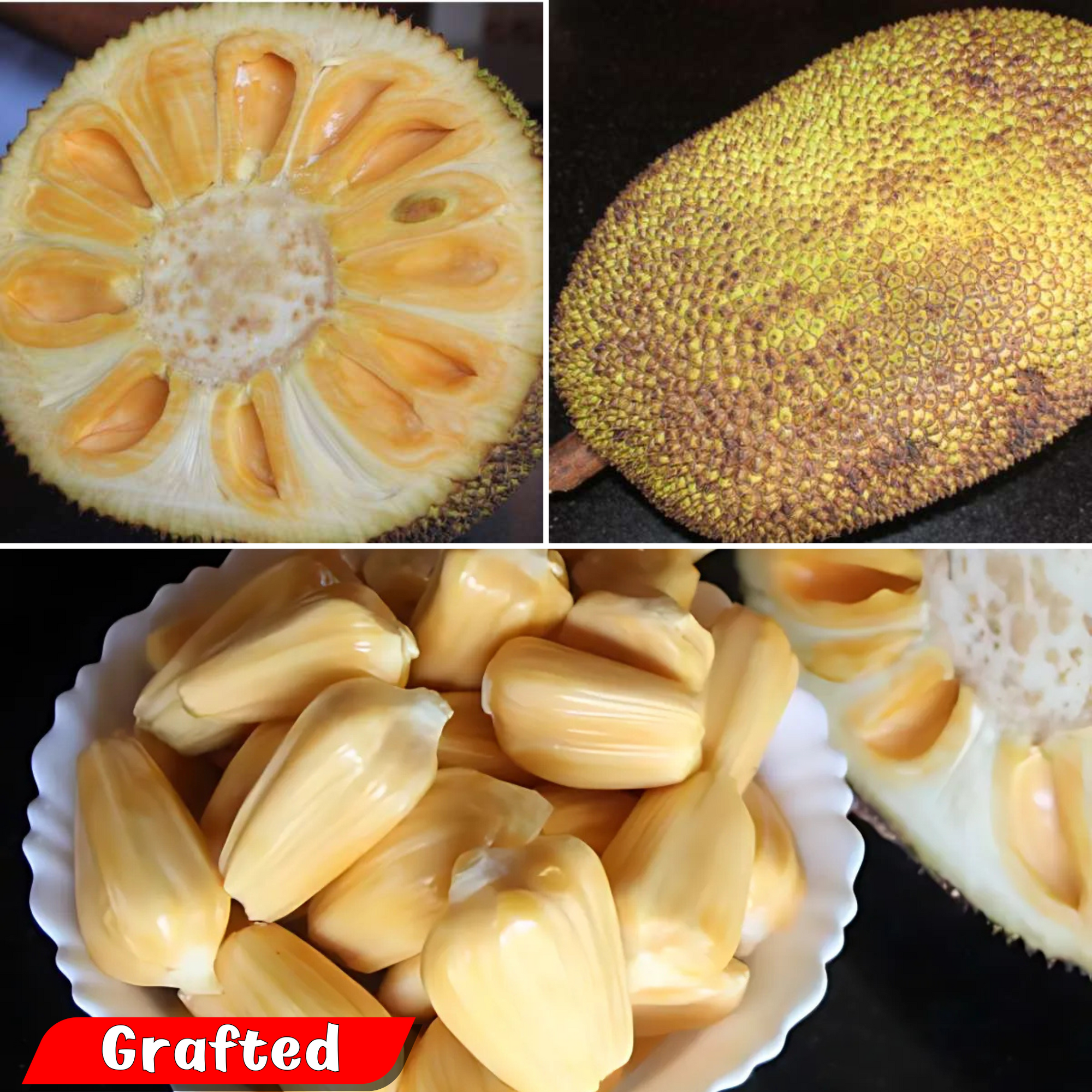 Jackfruit - Cambodian Orange - Hybrid Fruit Plant