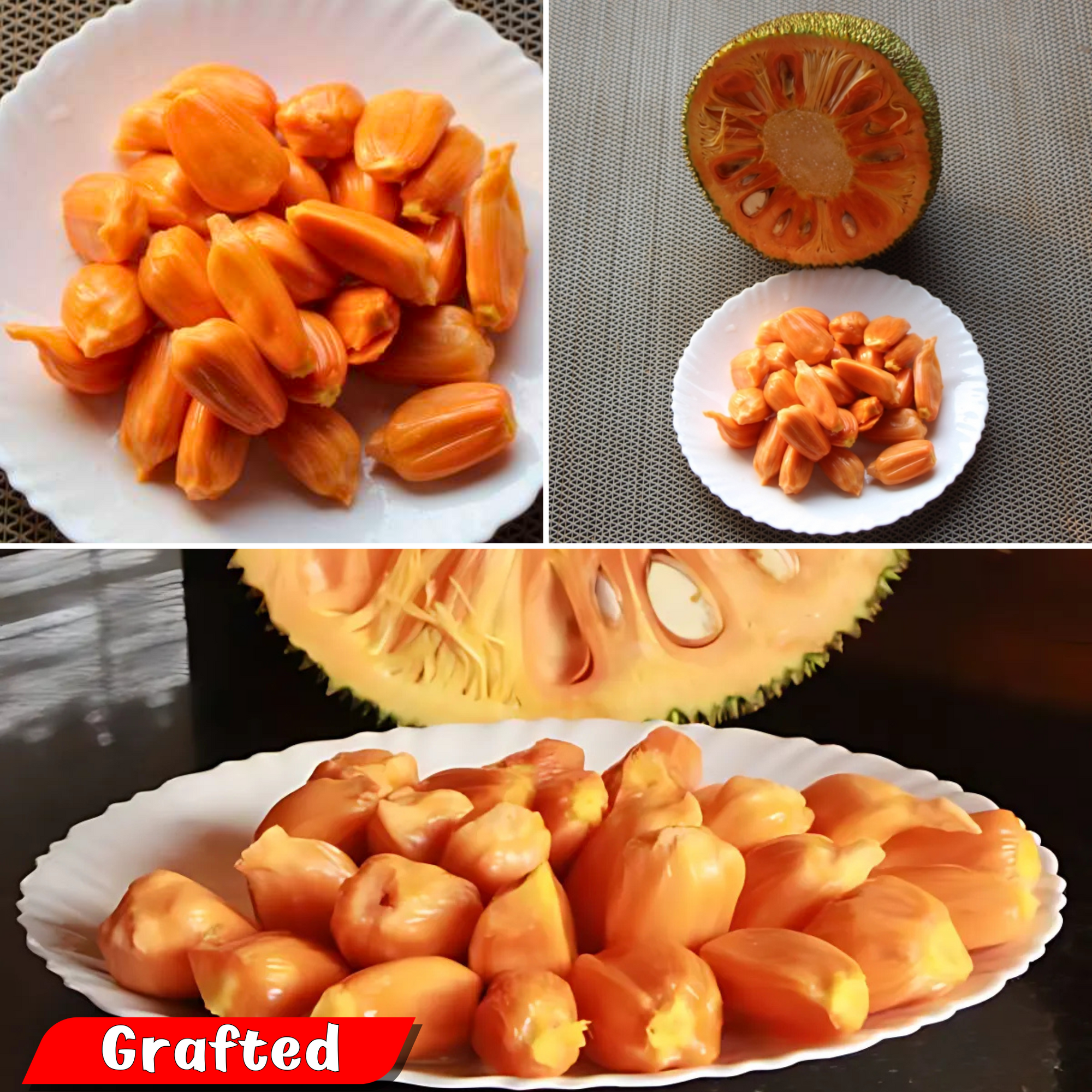 Jackfruit - Daeng Suriya - Hybrid Fruit Plant