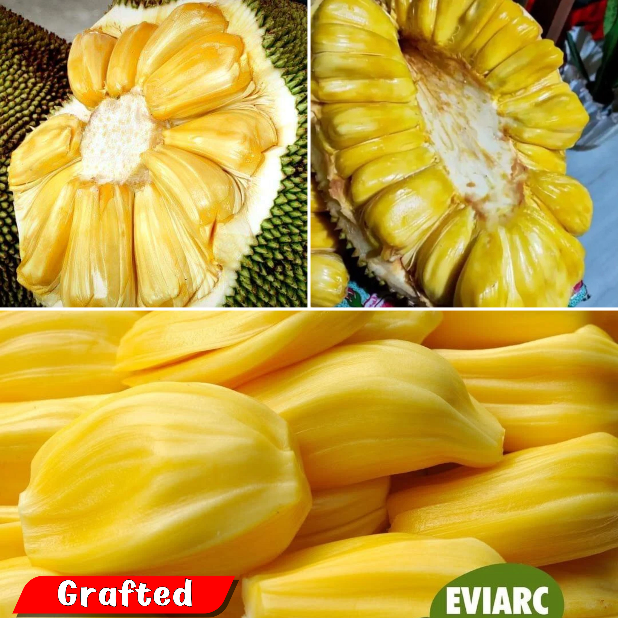 Jackfruit - Eviarc Sweet Jack - Hybrid Fruit Plant