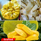 Jackfruit - Gumless - Hybrid Fruit Plant