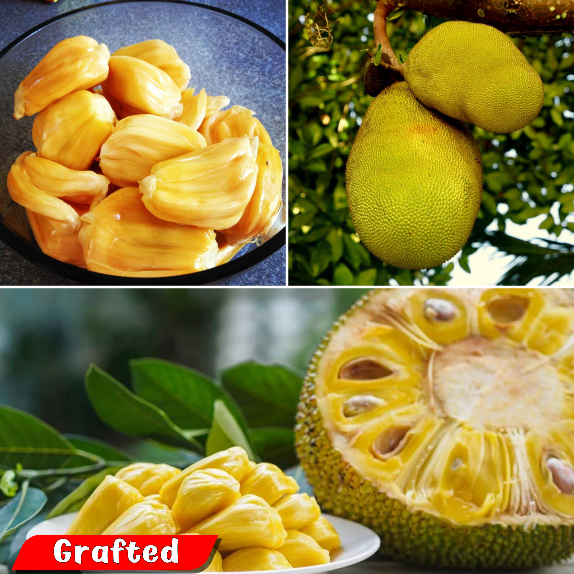 Jackfruit - Honey Jack - Hybrid Fruit Plant