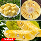 Jackfruit - J-33 Jack - Hybrid Fruit Plant