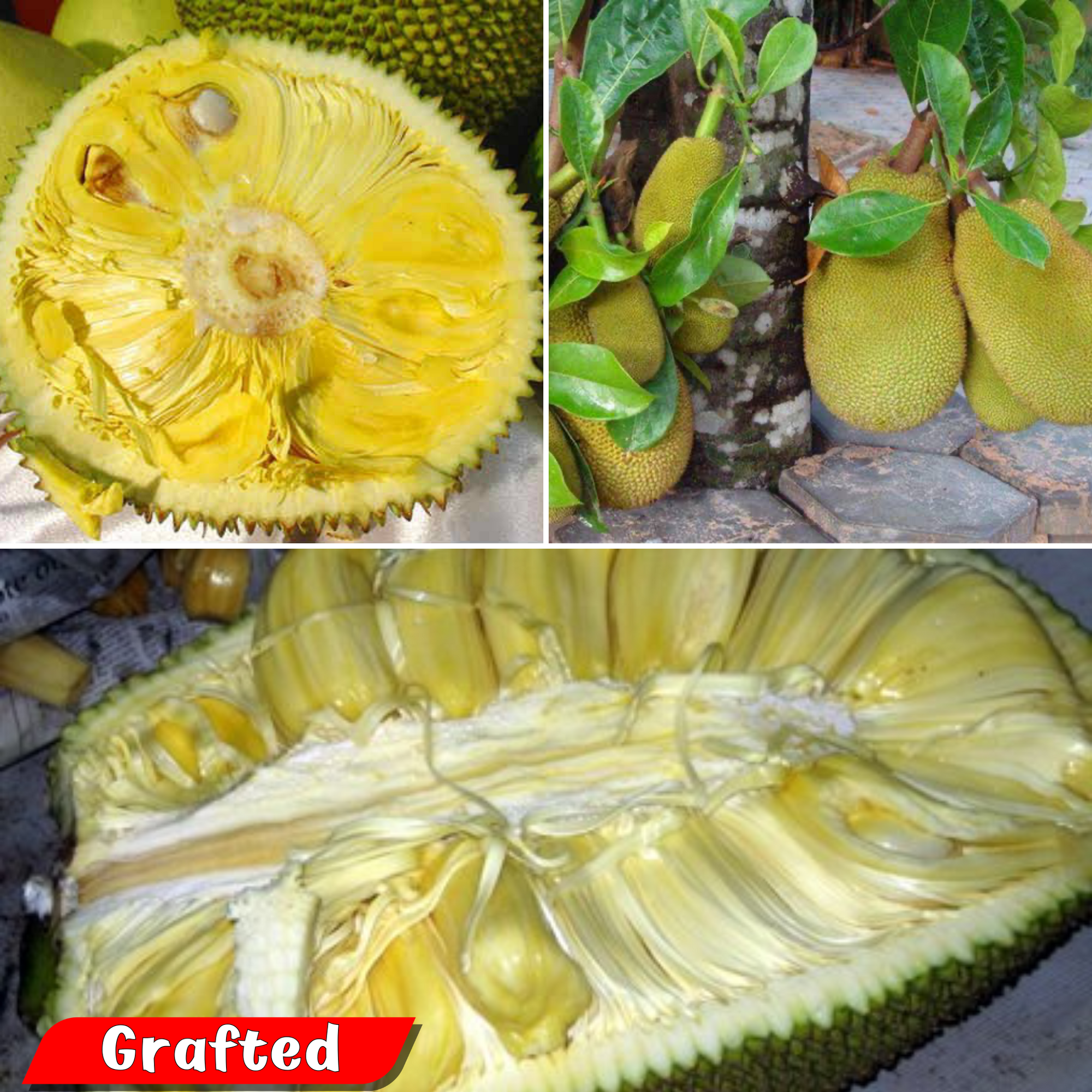 Jackfruit - Muttom Varikka Jack - Hybrid Fruit Plant
