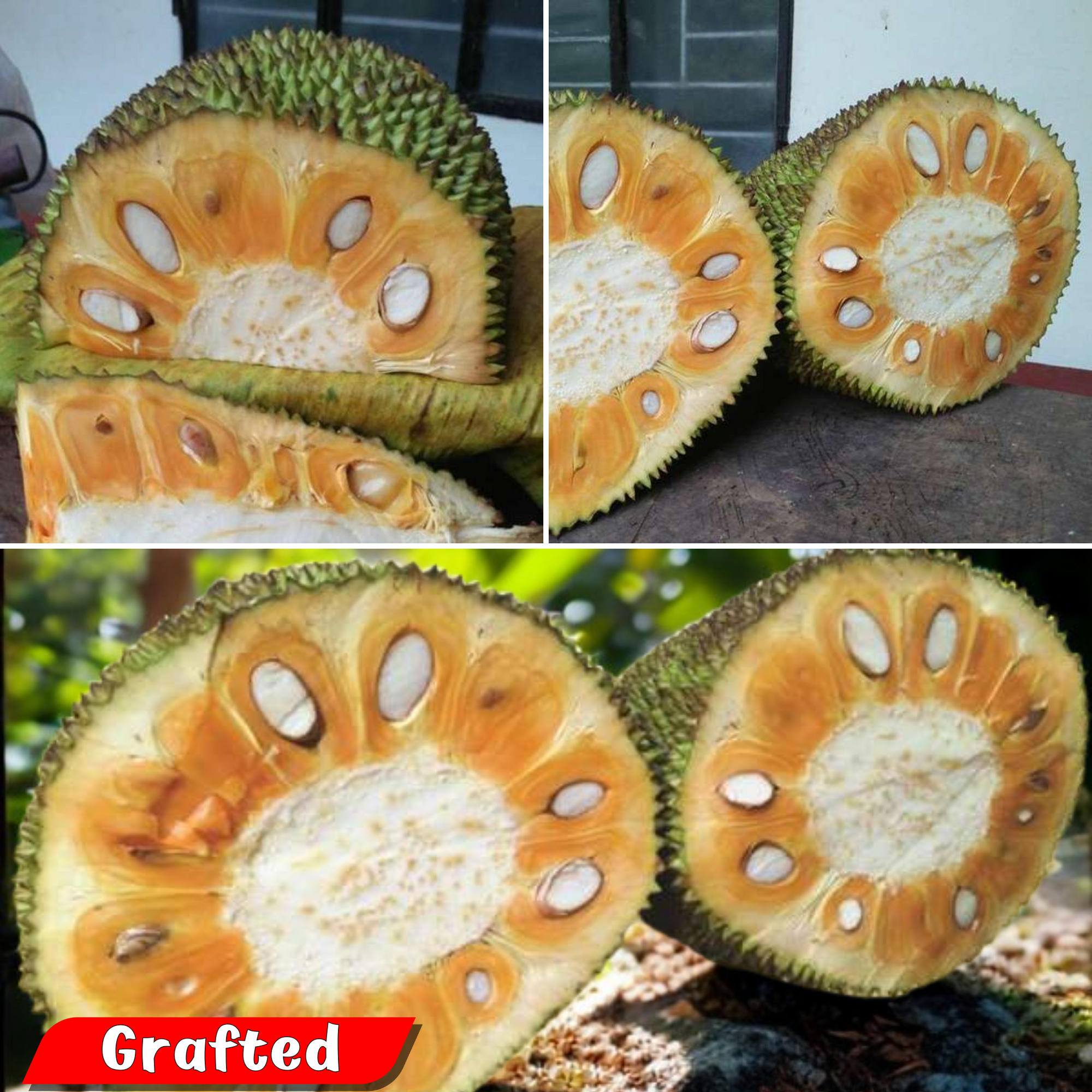Jackfruit - Pathamuttam Jack - Hybrid Fruit Plant