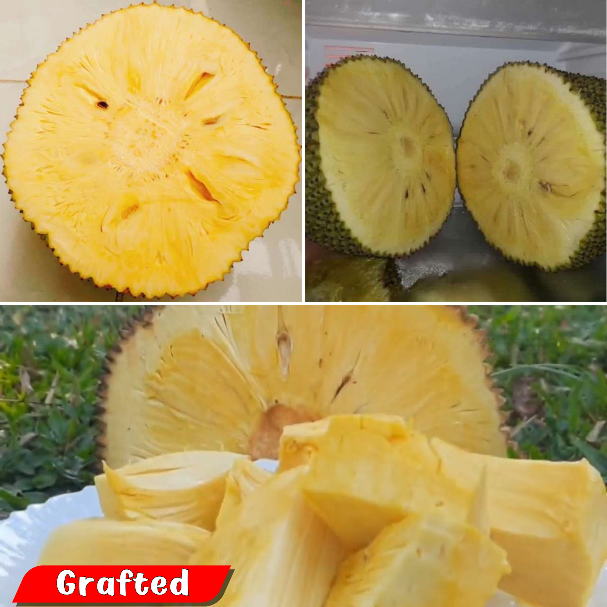 Jackfruit - SeedFree Jack - Hybrid Fruit Plant