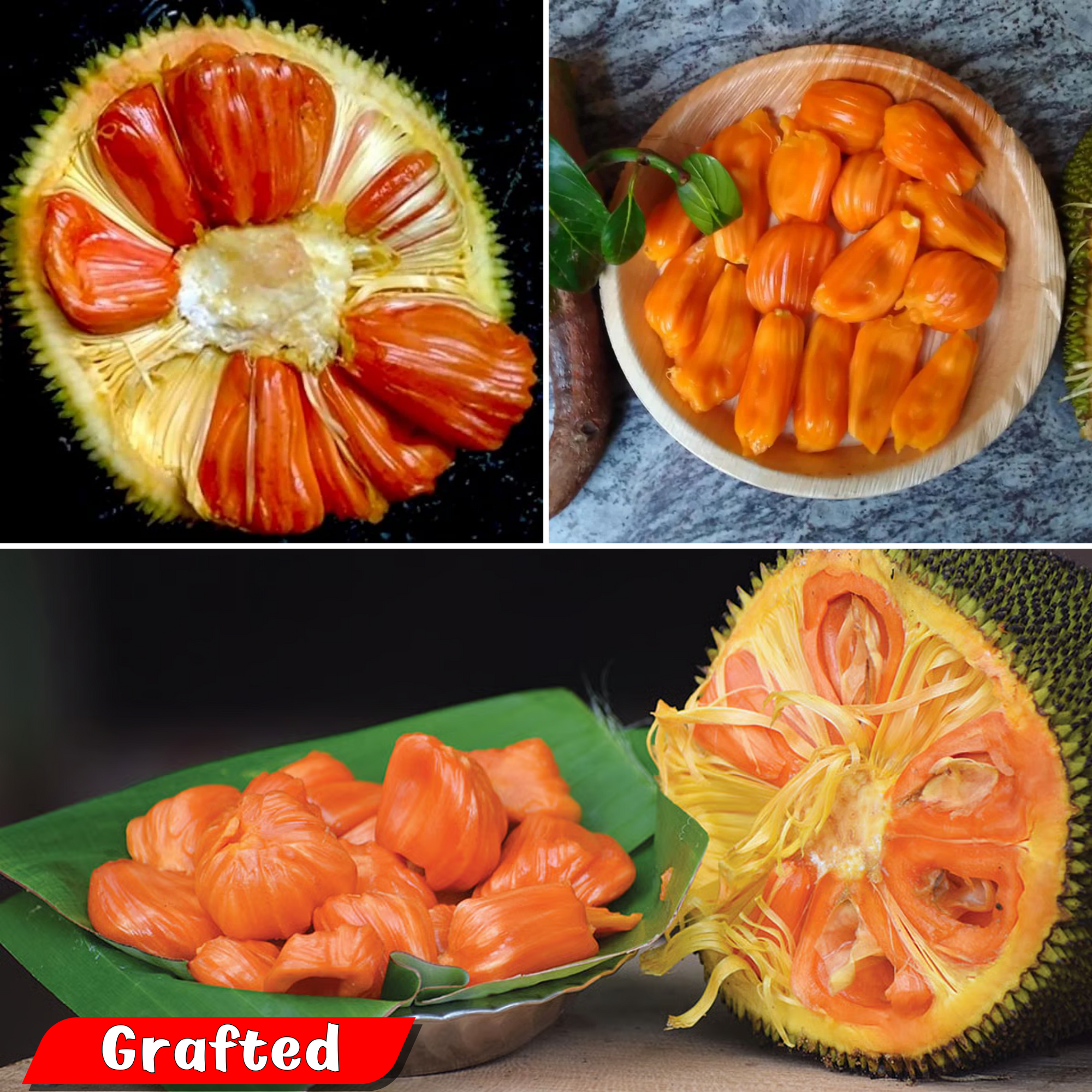 Jackfruit - Siddhu Copper Red - Hybrid Fruit Plant