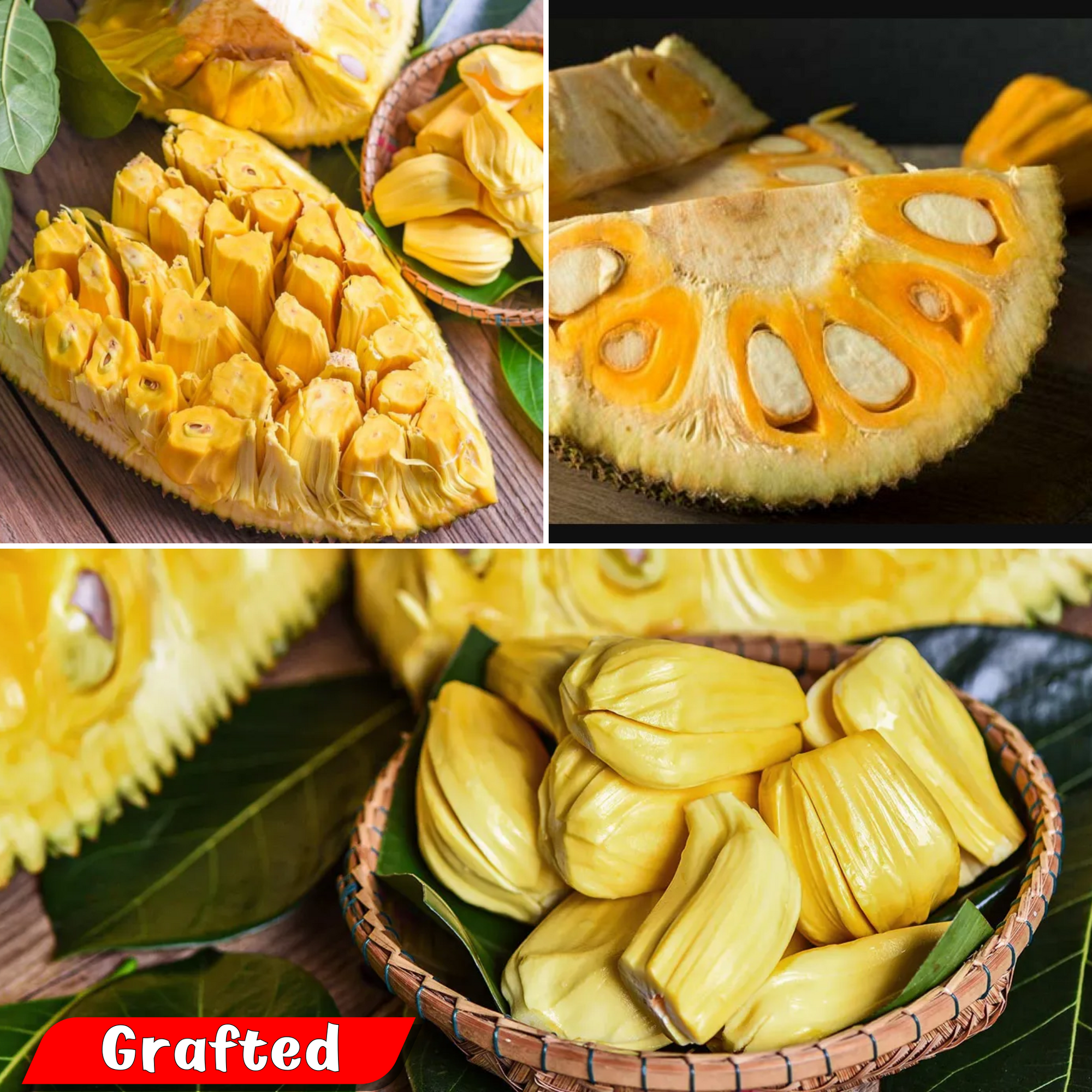 Jackfruit - SriLankan Jack - Hybrid Fruit Plant