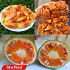 Jackfruit - Sindoor Jack - Hybrid Fruit Plant