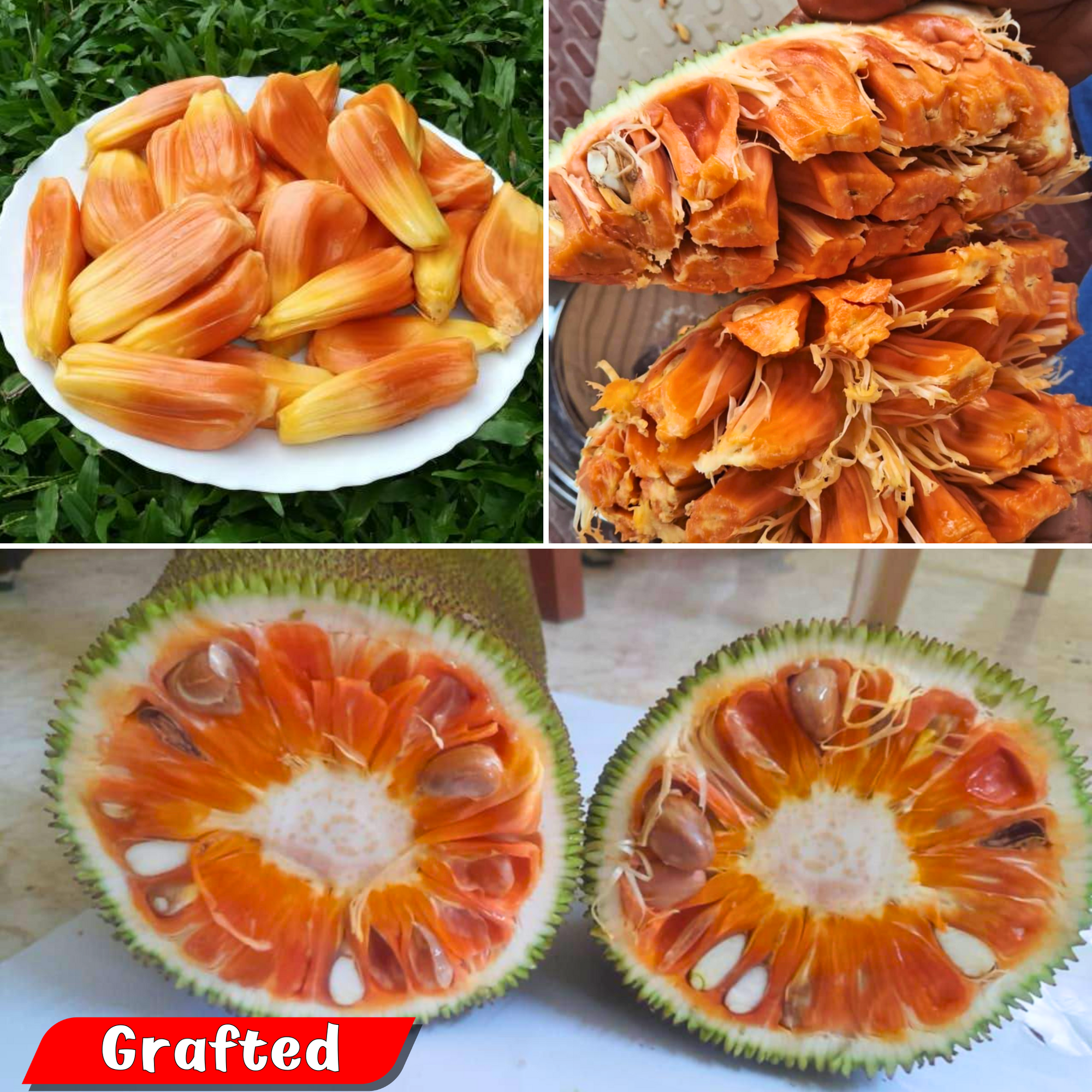 Jackfruit - Sindoor Jack - Hybrid Fruit Plant