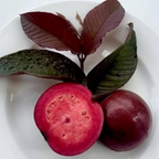 Guava - Malaysian Red - Hybrid Fruit Plant