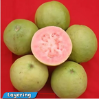 Guava - Punjab Kiran - Hybrid Fruit Plant
