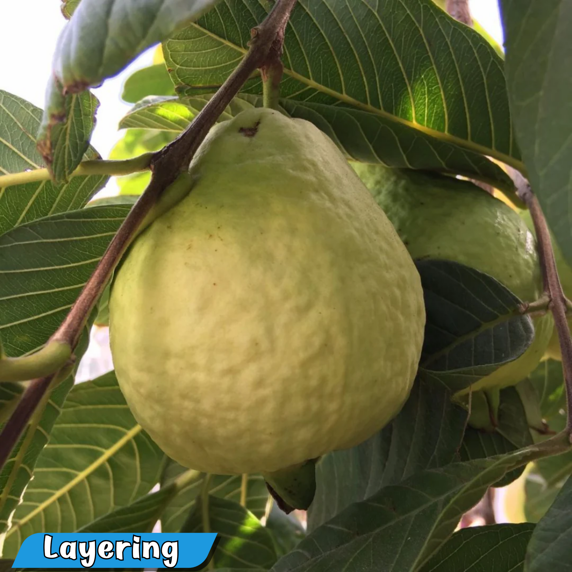 Guava - Tropical White - Hybrid Fruit Plant