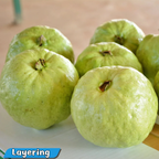 Guava - Thai Super - Hybrid Fruit Plant