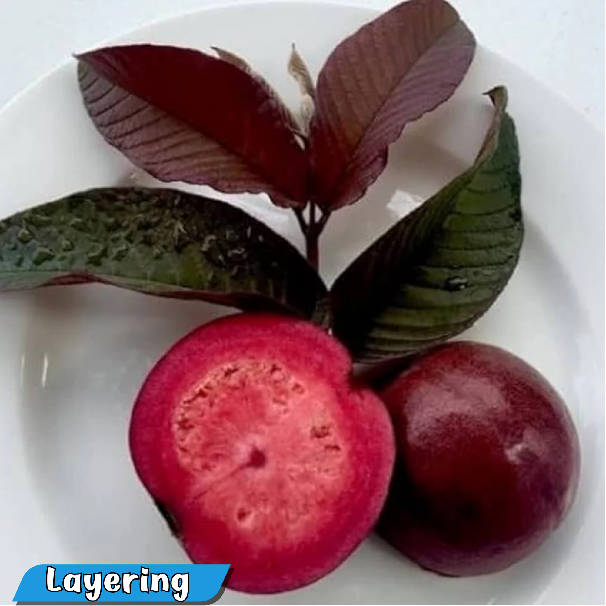 Guava - Malaysian Red - Hybrid Fruit Plant