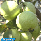 Guava - VNR Bihi - Hybrid Fruit Plant