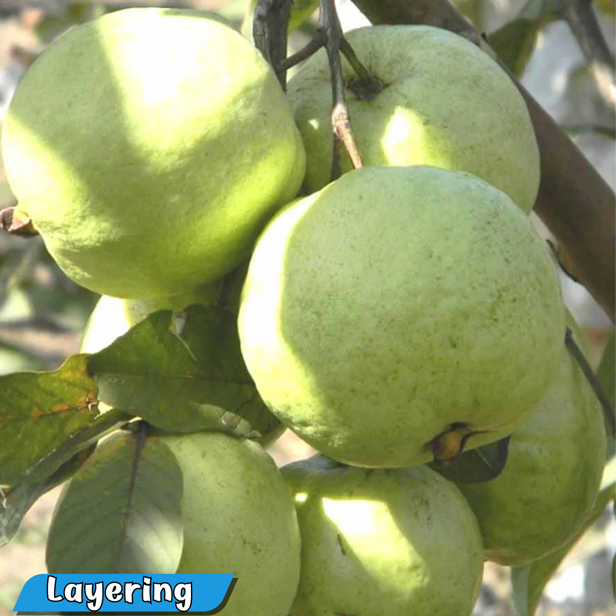 Guava - VNR Bihi - Hybrid Fruit Plant