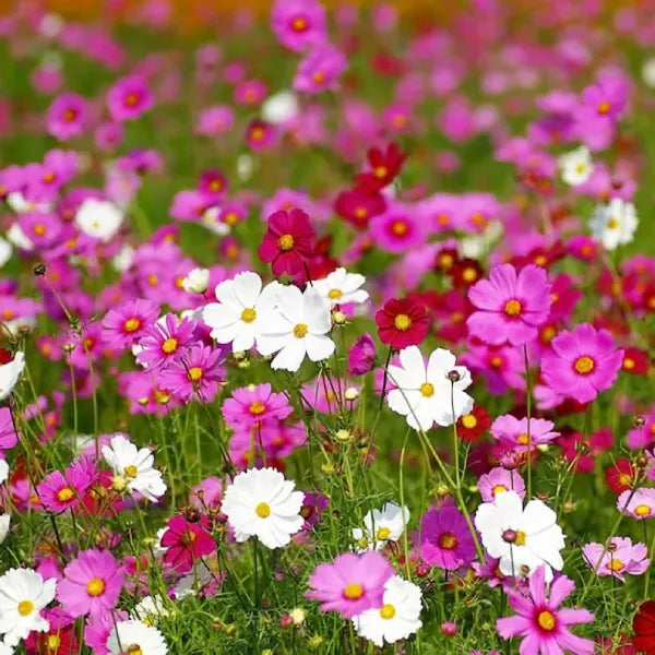 Cosmos bipinnatus Flower Mix | Pack of 30 Seeds