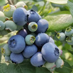 King of Berries - Giant Blueberry Fruit Seeds - Four Seasons Plants | Pack of 50 seeds
