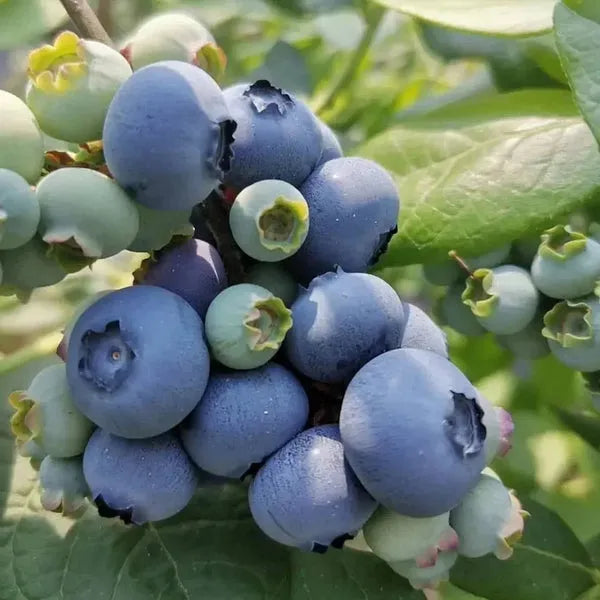 King of Berries - Giant Blueberry Fruit Seeds - Four Seasons Plants | Pack of 50 seeds