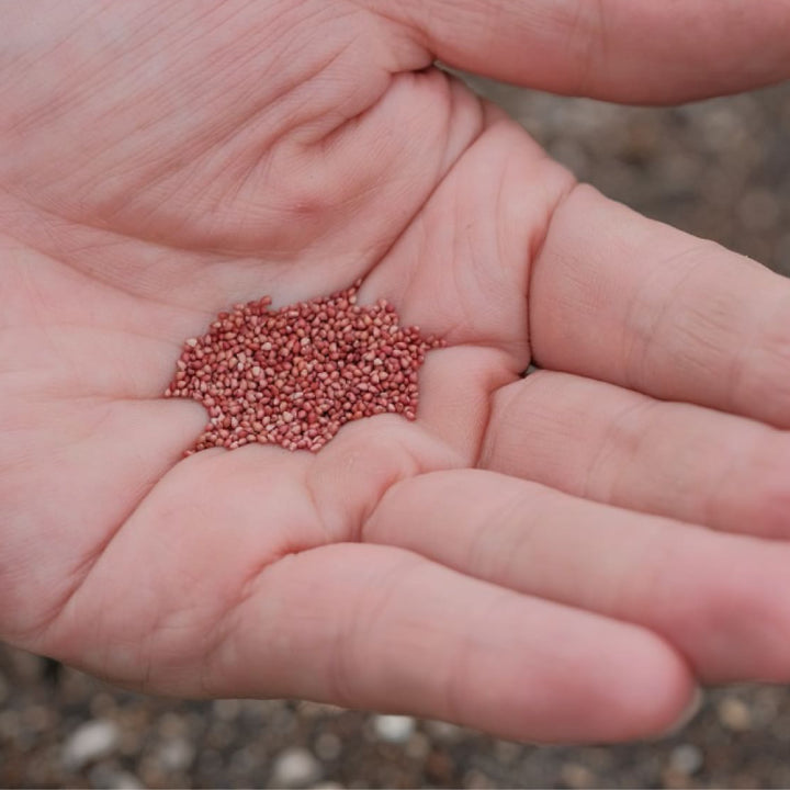 Strawberry 'Delizz' Seeds - Pack of 30