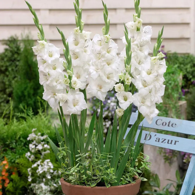 Gladiolus White Bulbs - Pack Of 5