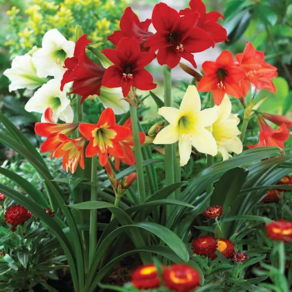 Rare Amaryllis Bulbs Mixed Colors | Buy 1 Get 1 Free