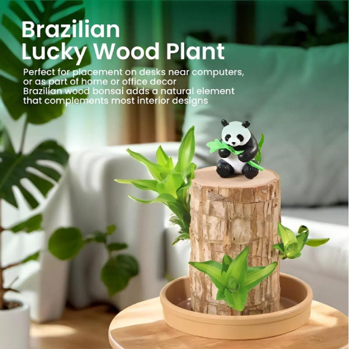 Brazilian Striped Lucky Wood - Live Plant