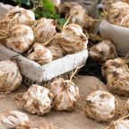 The '5-Star Hotel' Lily Hack: Get Priya's 'Perpetual Bloom' Bulbs (Buy 1 Get 1 Free)