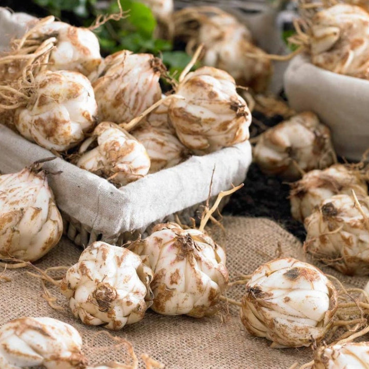 The '5-Star Hotel' Lily Hack: Get Priya's 'Perpetual Bloom' Bulbs (Buy 1 Get 1 Free)