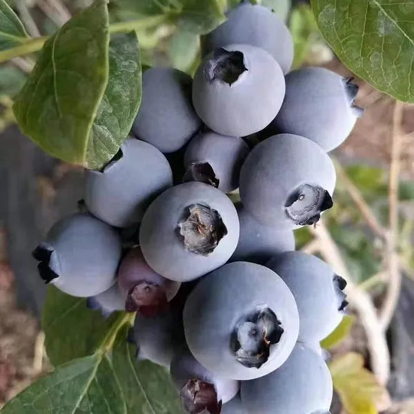 King of Berries - Giant Blueberry Fruit Seeds - Four Seasons Plants | Pack of 50 seeds