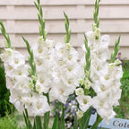 Gladiolus White Bulbs - Pack Of 5
