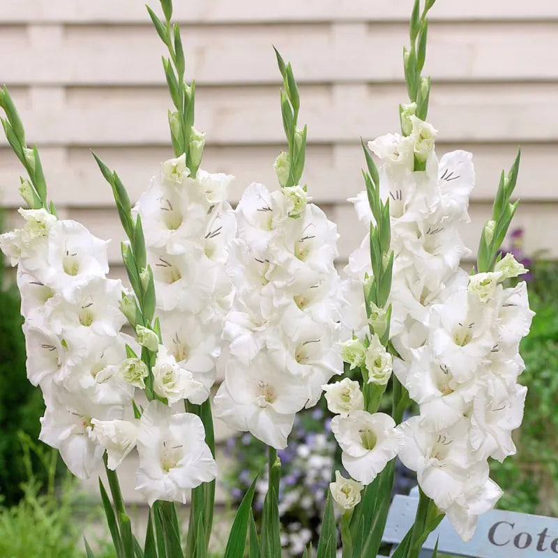 Gladiolus White Bulbs - Pack Of 5