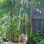 'Konkan Ruchira' Drumstick (Moringa) Seeds | Pack of 20+ Premium Seeds