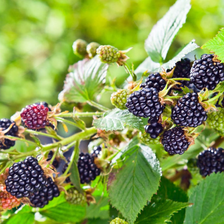 Blackberry 'Giant Kiowa' Seeds - Pack of 50