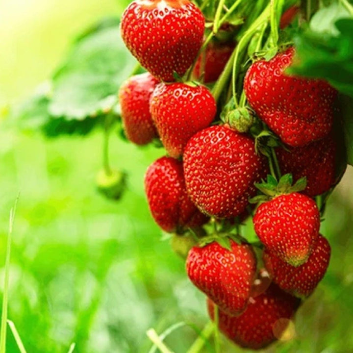 Strawberry 'Delizz' Seeds - Pack of 30