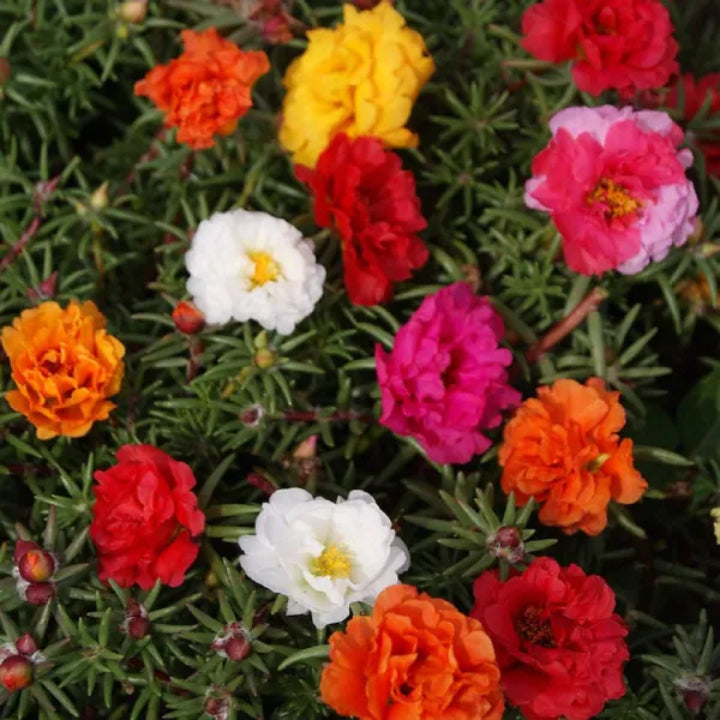 Sunburst Carpet – Portulaca grandiflora Flower | Pack of 40 Seeds