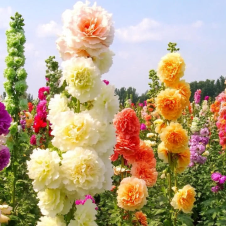 Alcea Rosea Hollyhock Mix Seeds | Pack of 20