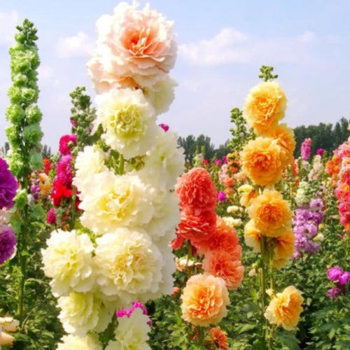 Alcea Rosea Hollyhock Mix Seeds | Pack of 20