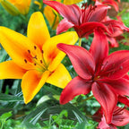 The '5-Star Hotel' Lily Hack: Get Priya's 'Perpetual Bloom' Bulbs (Buy 1 Get 1 Free)
