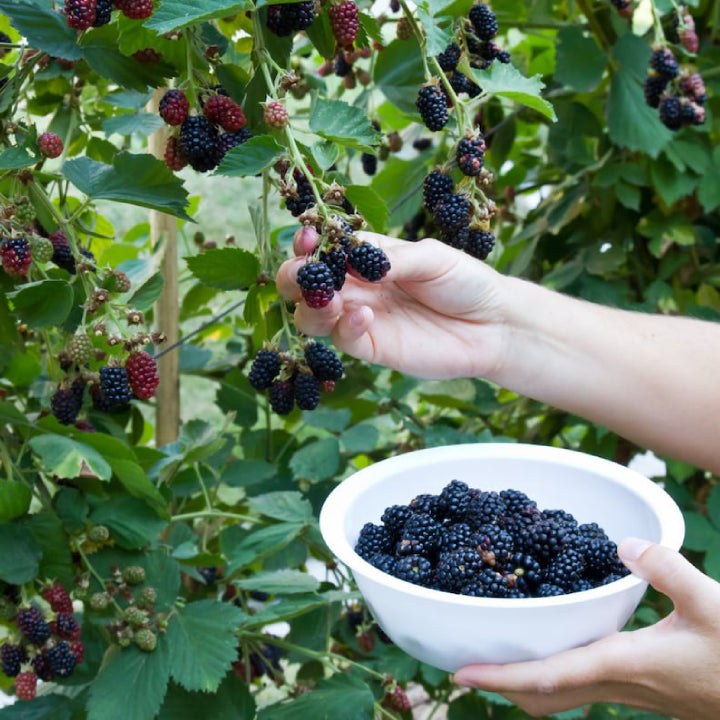Blackberry 'Giant Kiowa' Seeds - Pack of 50