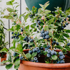 King of Berries - Giant Blueberry Fruit Seeds - Four Seasons Plants | Pack of 50 seeds
