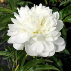 Peony 'Fringed Ivory White' Rhizome - Pack Of 1