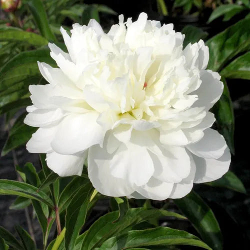 Peony 'Fringed Ivory White' Rhizome - Pack Of 1