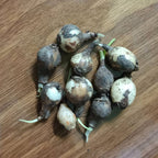 Magical Rain Lily Flowers | Buy 3 Get 3 For Free | Multi Color Pack Of 6