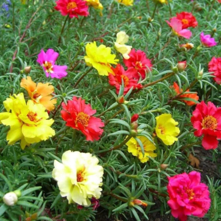 Sunburst Carpet – Portulaca grandiflora Flower | Pack of 40 Seeds