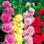 Alcea Rosea Hollyhock Mix Seeds | Pack of 20