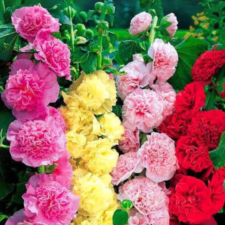 Alcea Rosea Hollyhock Mix Seeds | Pack of 20