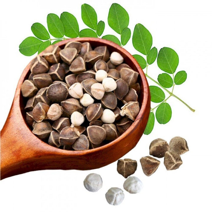 'Konkan Ruchira' Drumstick (Moringa) Seeds | Pack of 20+ Premium Seeds