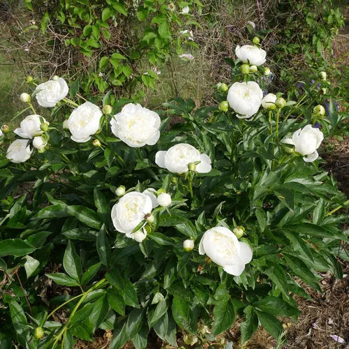 Imported Fringed Ivory White Peony Rhizomes – Plant Heaven