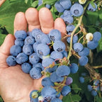 King of Berries - Giant Blueberry Fruit Seeds - Four Seasons Plants | Pack of 50 seeds